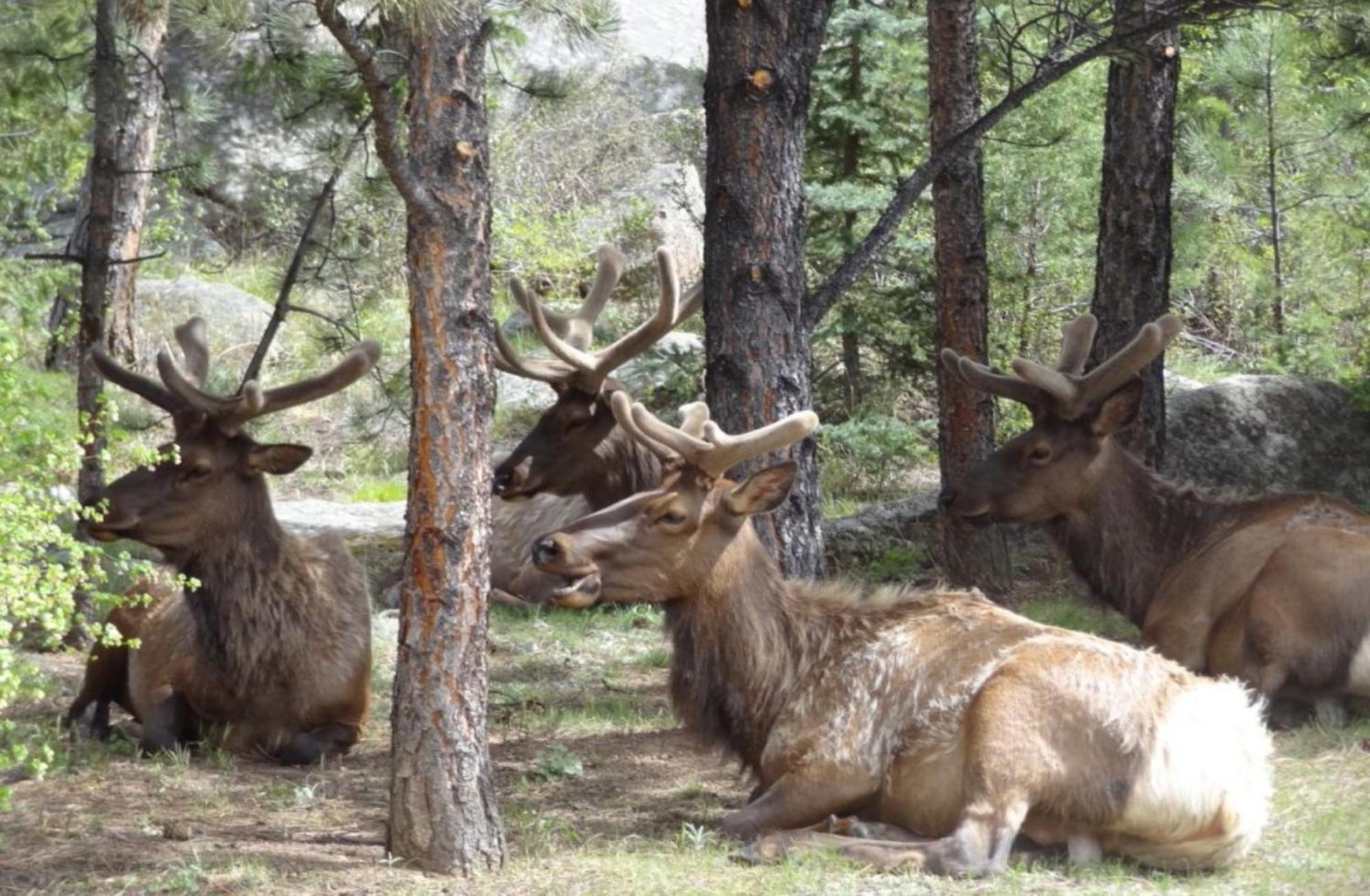 Stonebrook Resort - Adult Only Estes Park Esterno foto